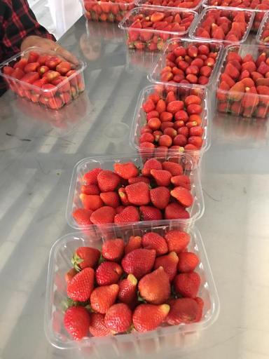 عکس فروشگاه آنلاین میوه نت (لیموشیرین)