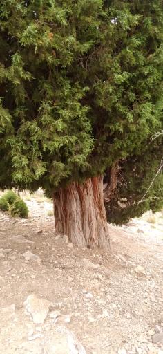 عکس خلکانلو