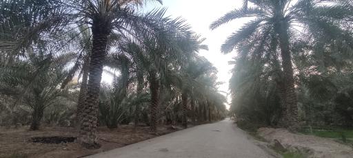 عکس شلحه امام حسن