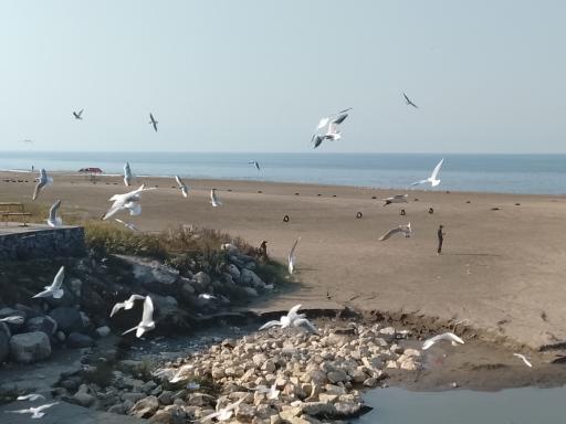 عکس دریاچه شهرک دشت نور