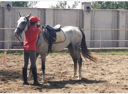 عکس باشگاه سوارکاری ستارگان