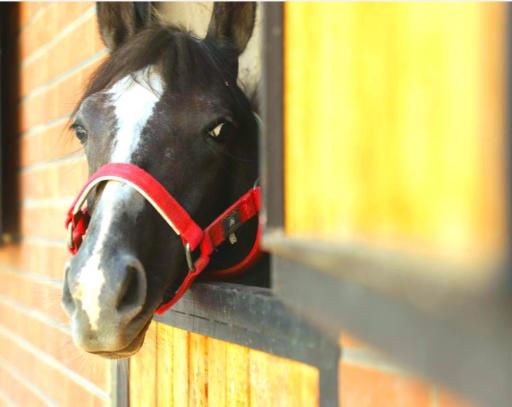 عکس باشگاه سوارکاری ستارگان