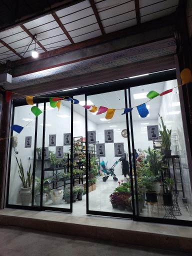 عکس گلخانه یوکا (درویشوند)