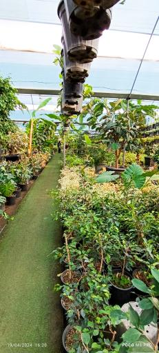 عکس تولیدات گل و گیاه مثنوی