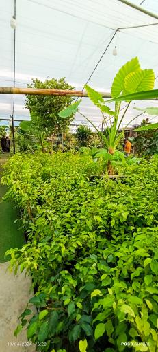 عکس تولیدات گل و گیاه مثنوی