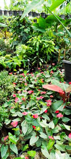 عکس تولیدات گل و گیاه مثنوی