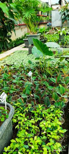 عکس تولیدات گل و گیاه مثنوی