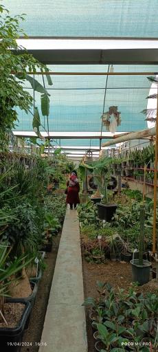 عکس تولیدات گل و گیاه مثنوی