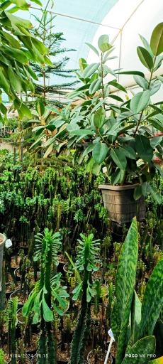 عکس تولیدات گل و گیاه مثنوی