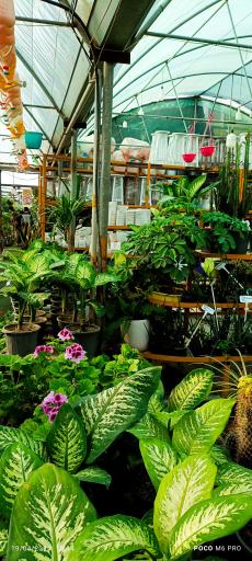 عکس تولیدات گل و گیاه مثنوی