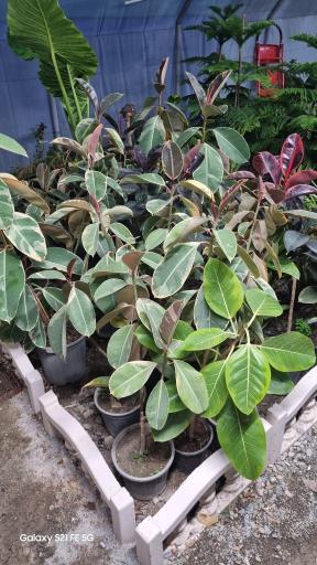 عکس گلسرای کلیشمی