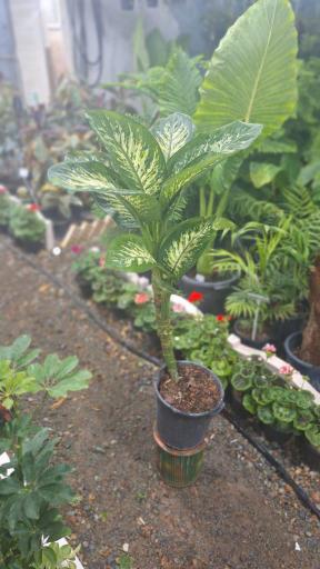 عکس گلسرای کلیشمی