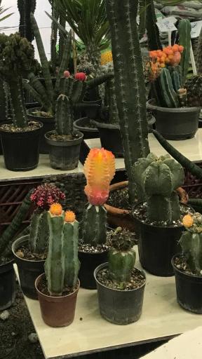 عکس گلسرای کلیشمی