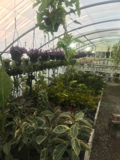 عکس گلسرای کلیشمی