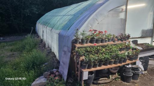 عکس گلسرای کلیشمی