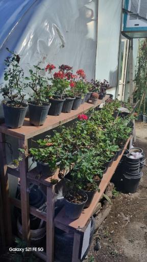 عکس گلسرای کلیشمی