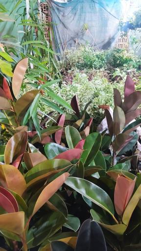 عکس دهکده گل آزالیا