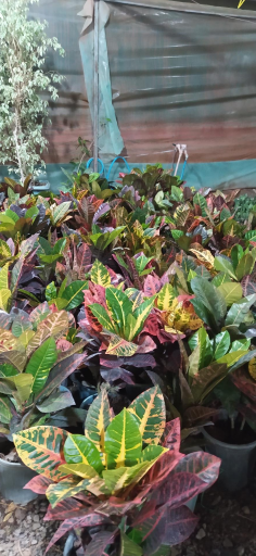 عکس دهکده گل آزالیا