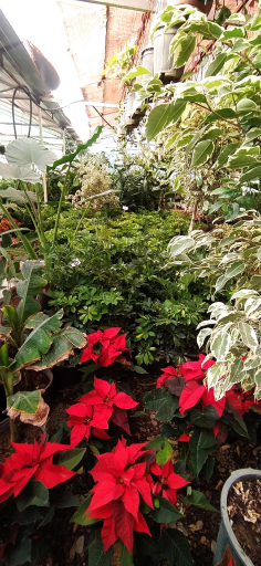 عکس دهکده گل آزالیا