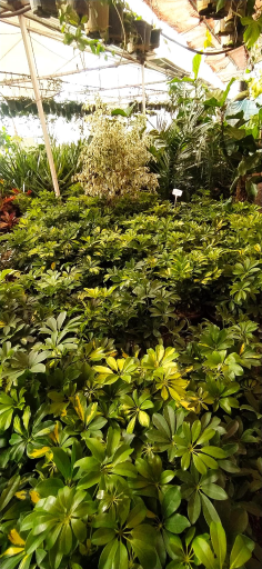 عکس دهکده گل آزالیا