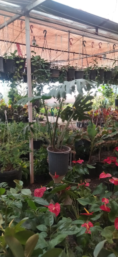 عکس دهکده گل آزالیا