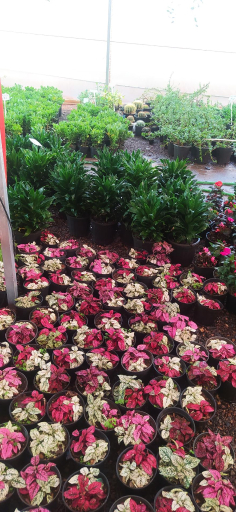 عکس دهکده گل آزالیا