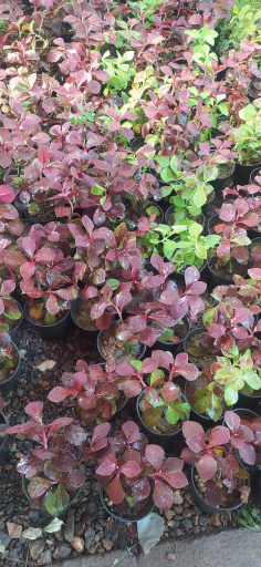 عکس دهکده گل آزالیا