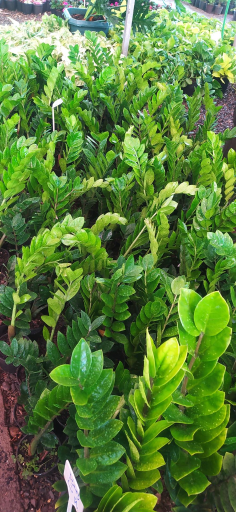 عکس دهکده گل آزالیا