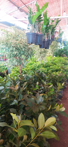 عکس دهکده گل آزالیا