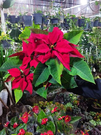 عکس دهکده گل آزالیا