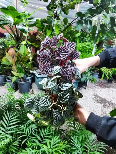 عکس دهکده گل آزالیا