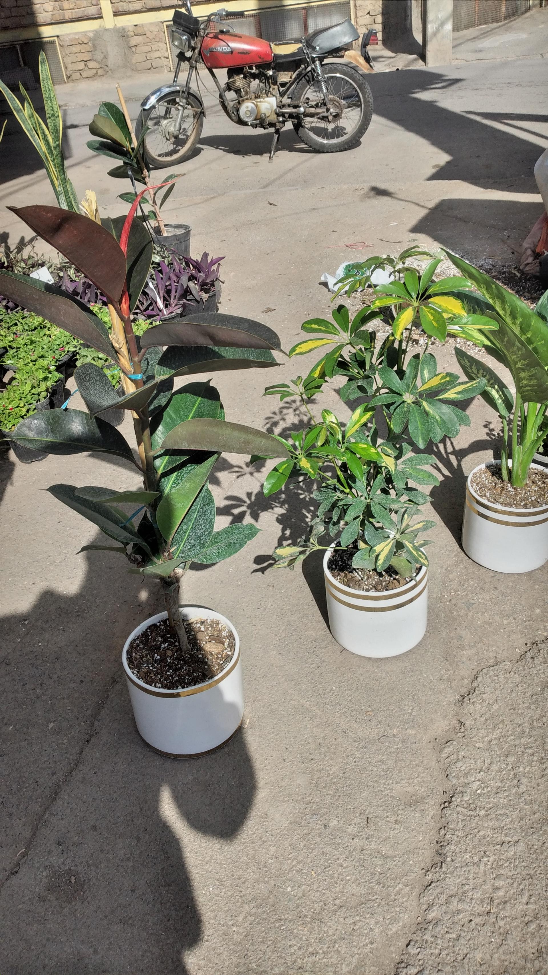 عکس گل سرای باغ بهشت