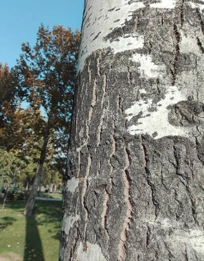 عکس بوستان تمدن (گلبرگ)