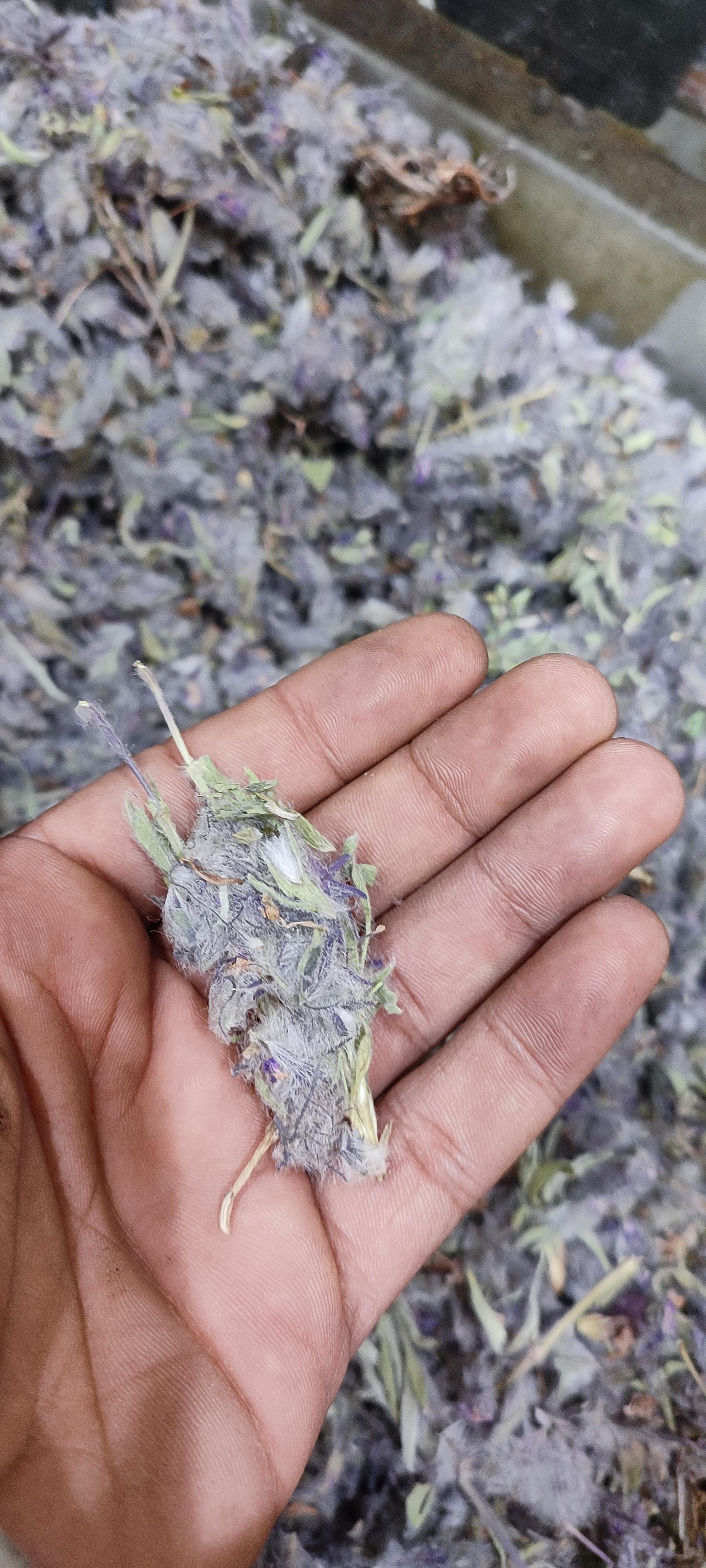عکس عطاری