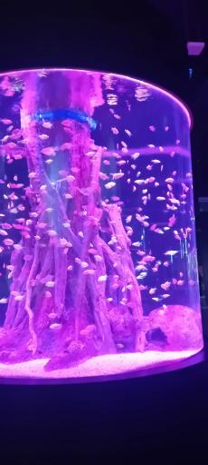 عکس تونل آکواریوم ناژوان اصفهان