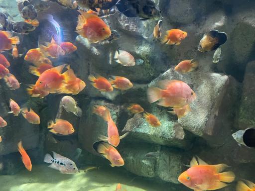 عکس تونل آکواریوم ناژوان اصفهان