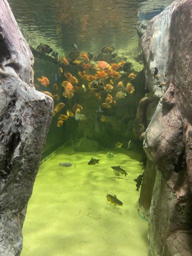 عکس تونل آکواریوم ناژوان اصفهان