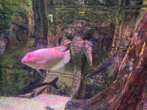 عکس تونل آکواریوم ناژوان اصفهان