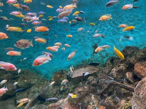 عکس تونل آکواریوم ناژوان اصفهان