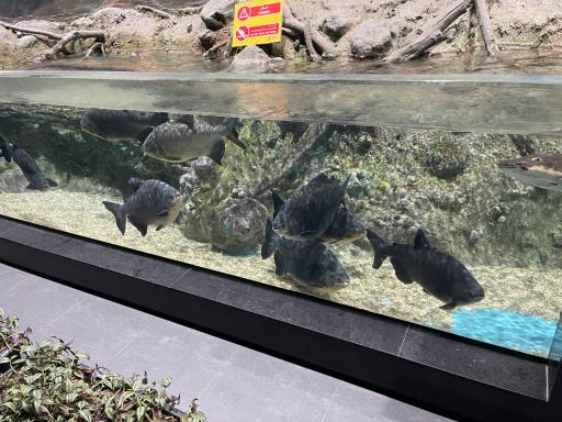 عکس تونل آکواریوم ناژوان اصفهان