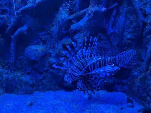 عکس تونل آکواریوم ناژوان اصفهان