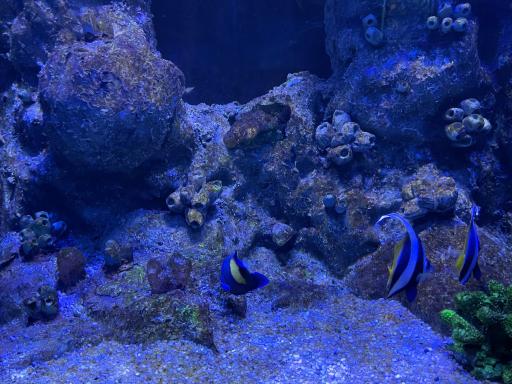 عکس تونل آکواریوم ناژوان اصفهان