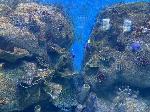 عکس تونل آکواریوم ناژوان اصفهان