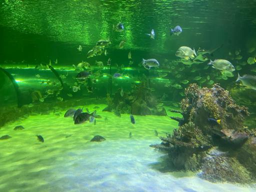 عکس تونل آکواریوم ناژوان اصفهان