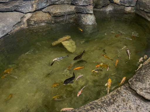 عکس تونل آکواریوم ناژوان اصفهان