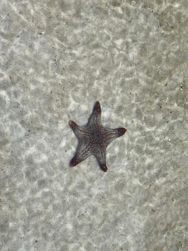 عکس تونل آکواریوم ناژوان اصفهان