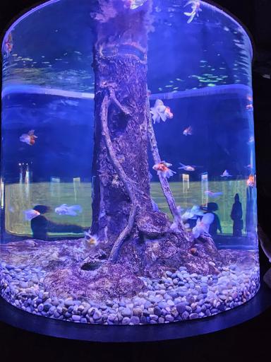 عکس تونل آکواریوم ناژوان اصفهان