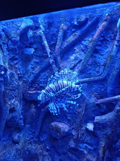 عکس تونل آکواریوم ناژوان اصفهان