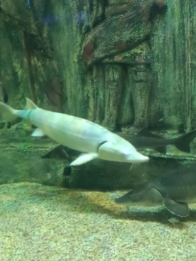 عکس تونل آکواریوم ناژوان اصفهان