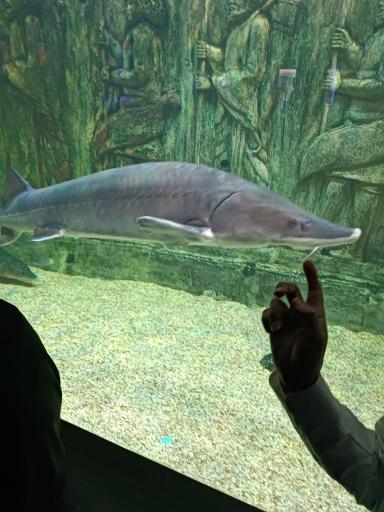 عکس تونل آکواریوم ناژوان اصفهان